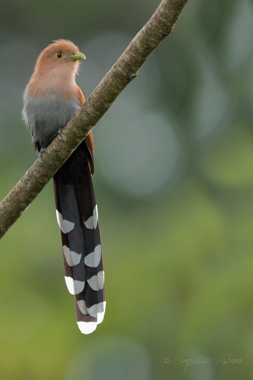 Squirrel Cukcoo - Animals In Costa Rica by Supreet Sahoo