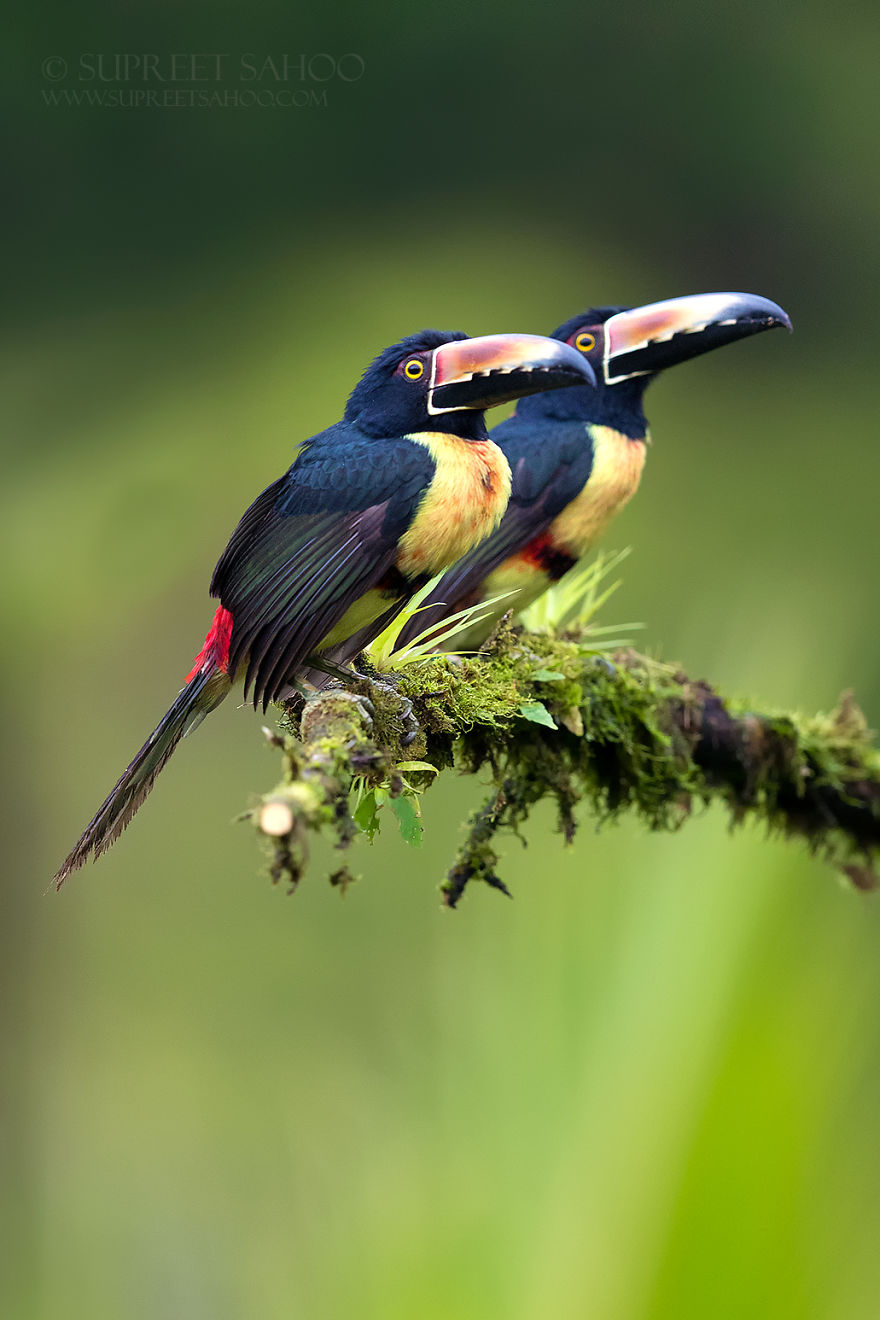 Collared Aracari - Animals In Costa Rica by Supreet Sahoo
