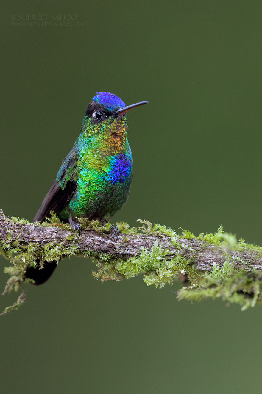 Fiery-Throated Hummingbird - Animals In Costa Rica by Supreet Sahoo
