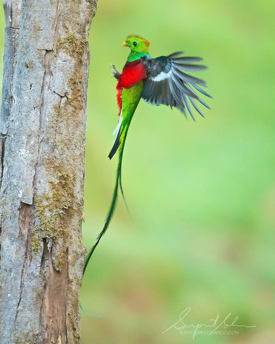 Resplendent Quetzal - Animals In Costa Rica by Supreet Sahoo