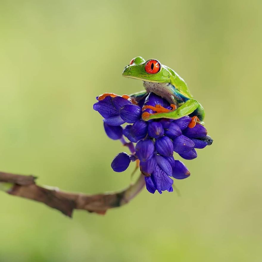 Red Eyed Tree Frog - Animals In Costa Rica by Supreet Sahoo