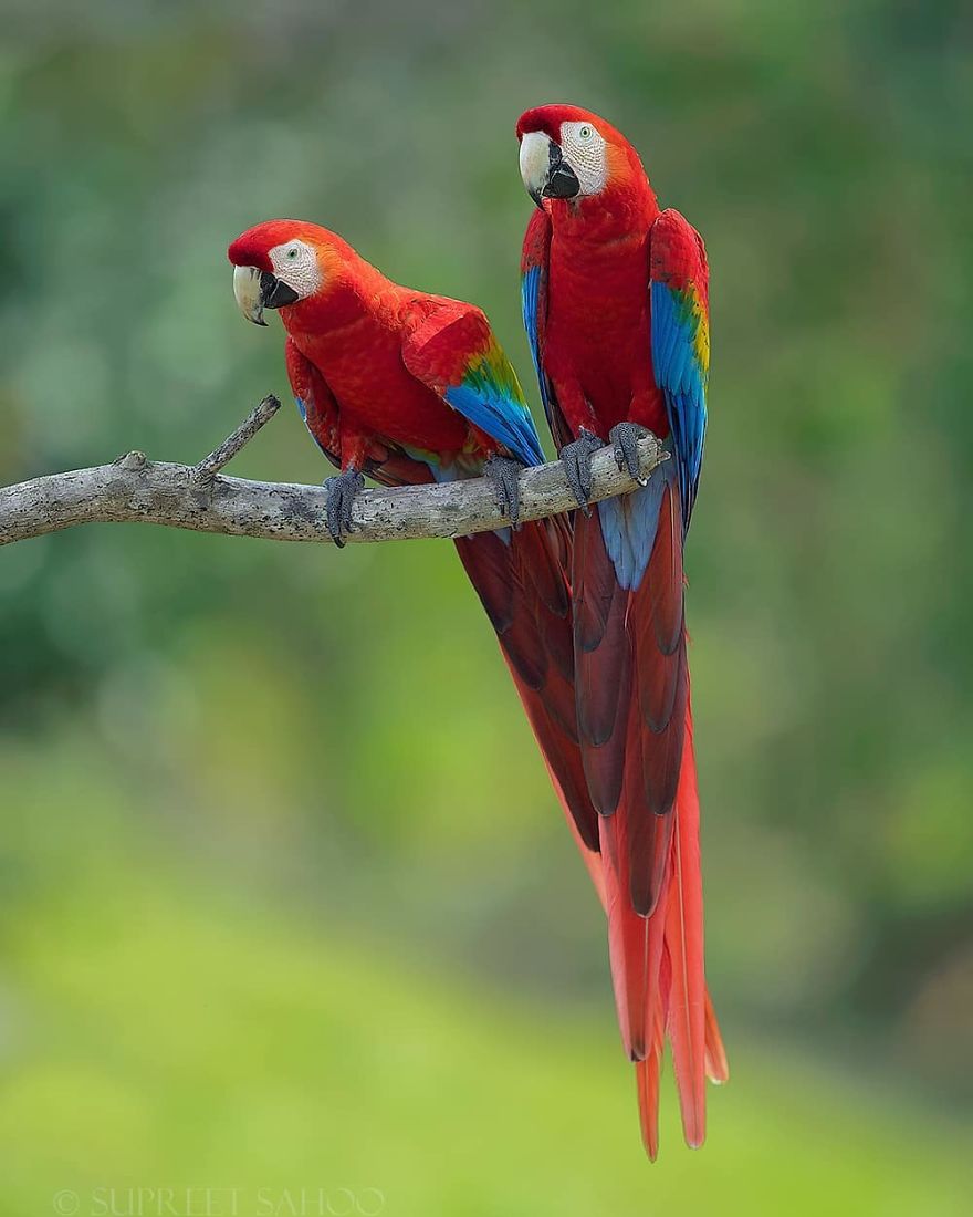 Scarlet Macaws - Animals In Costa Rica by Supreet Sahoo