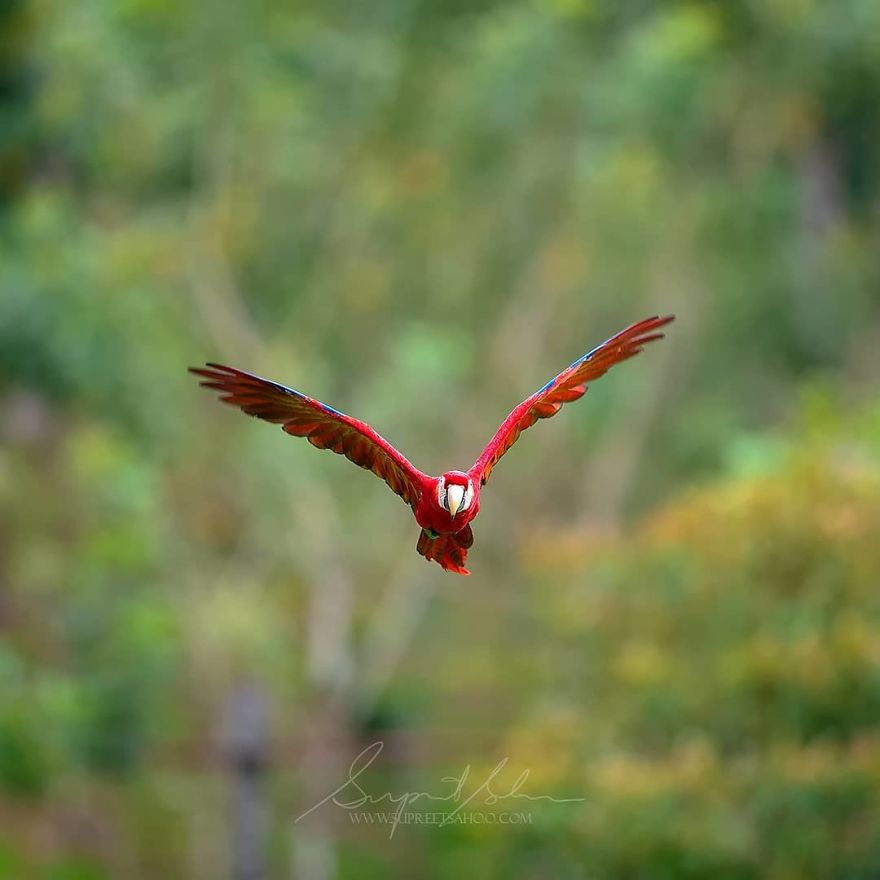 Scarlet Macaw - Animals In Costa Rica by Supreet Sahoo
