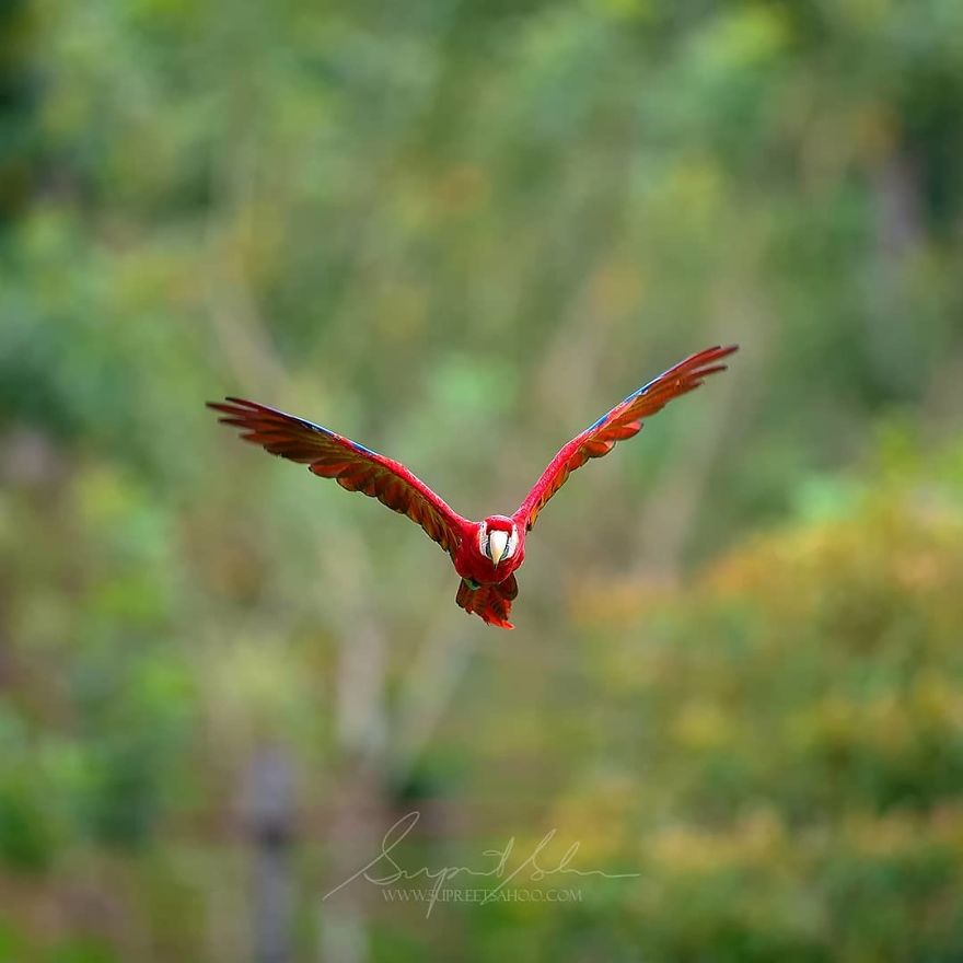 Wildlife Photographer Supreet Sahoo Captured 83 Beautiful Animals In