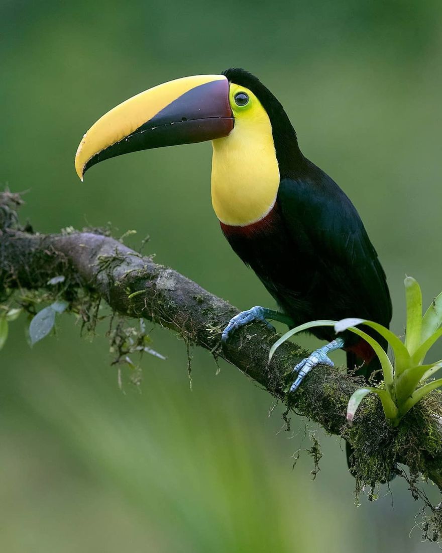 Yellow Throated Toucan - Animals In Costa Rica by Supreet Sahoo
