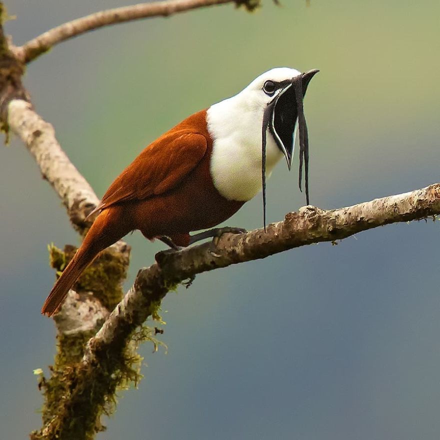 Three-Wattled Bellbird - Animals In Costa Rica by Supreet Sahoo