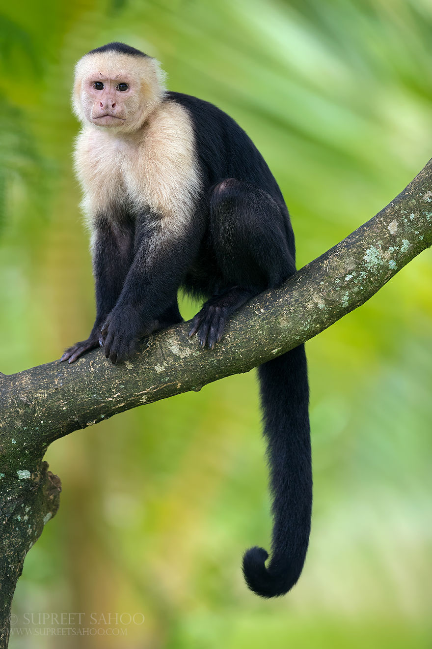 Capuchin Monkey - Animals In Costa Rica by Supreet Sahoo
