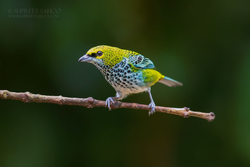 Speckled Tanager - Animals In Costa Rica by Supreet Sahoo