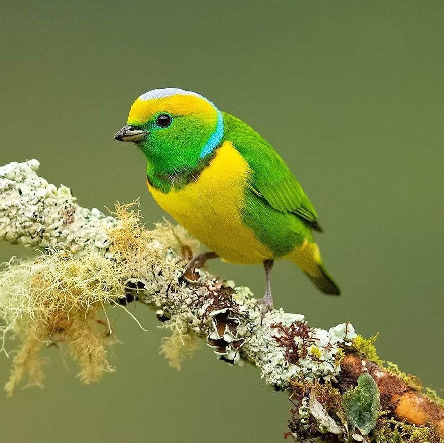 Golden-Browed Chlorophonia - Animals In Costa Rica by Supreet Sahoo