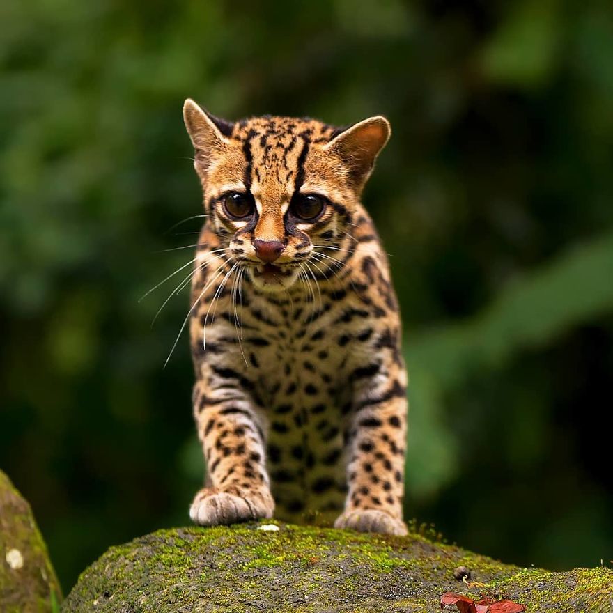 Margay - Animals In Costa Rica by Supreet Sahoo