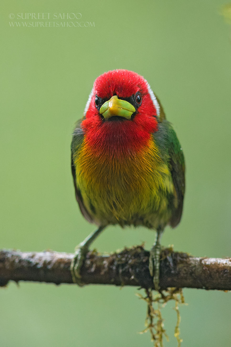 Red-Headed Barbet - Animals In Costa Rica by Supreet Sahoo
