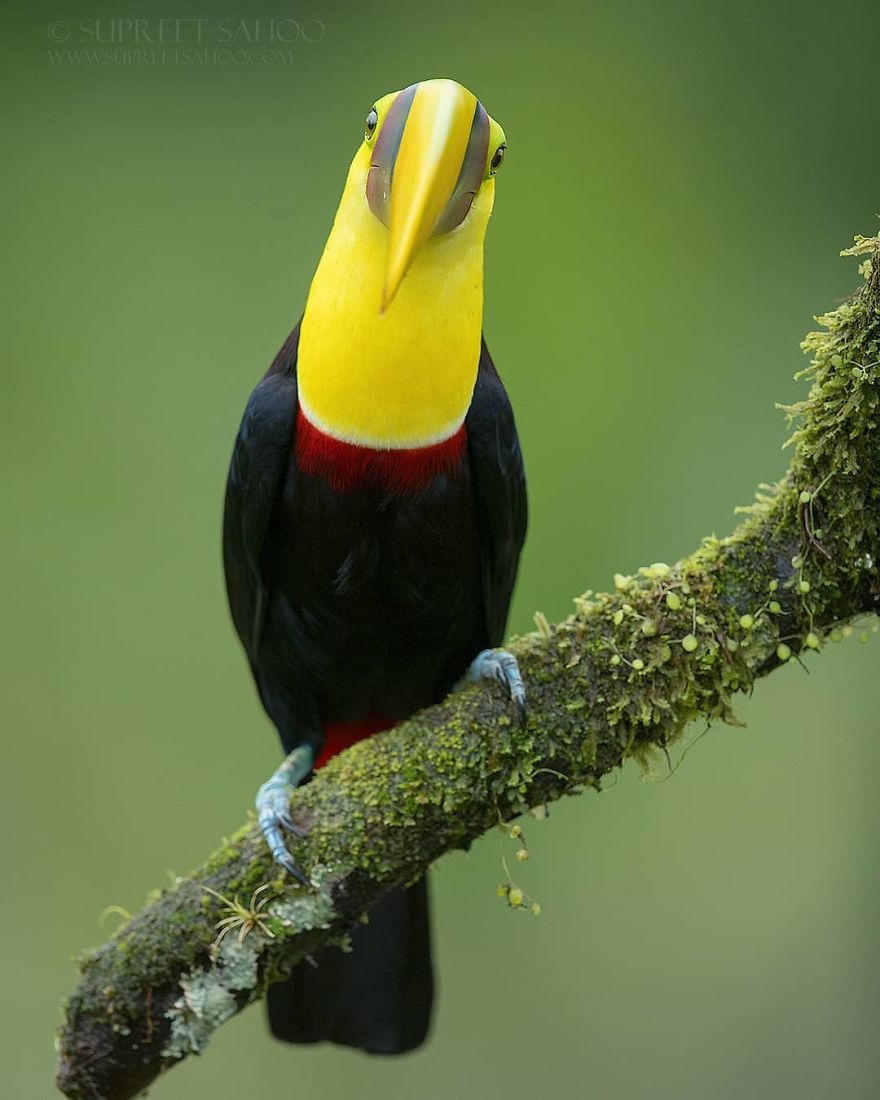 Yellow Throated Toucan - Animals In Costa Rica by Supreet Sahoo
