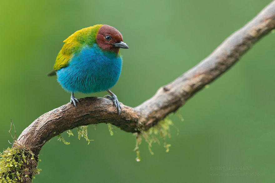 Bay-Headed Tanager - Animals In Costa Rica by Supreet Sahoo