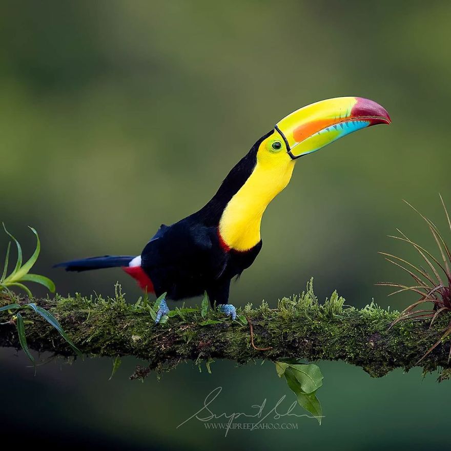 Keel-Billed Toucan - Animals In Costa Rica by Supreet Sahoo