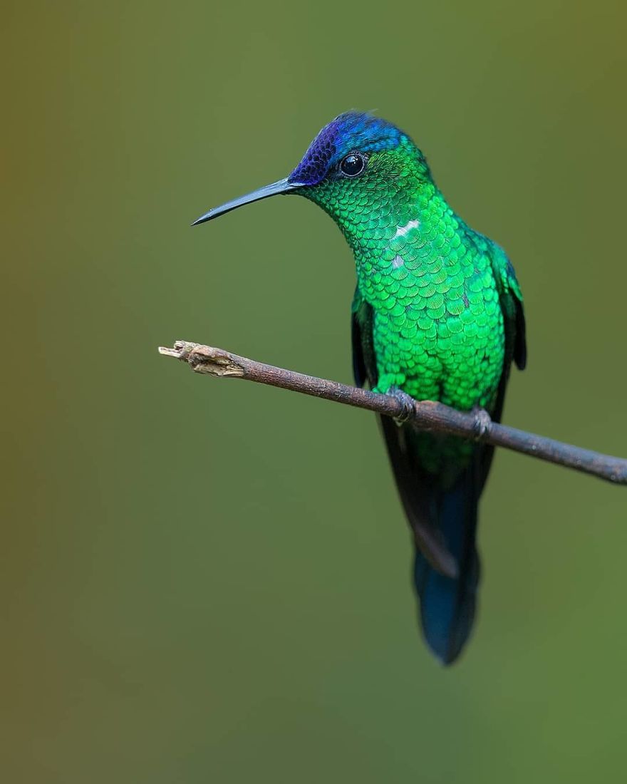 Violet Capped Woodnymp - Animals In Costa Rica by Supreet Sahoo