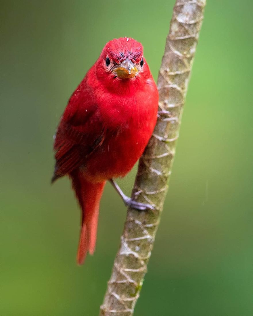 Summer Tanager - Animals In Costa Rica by Supreet Sahoo