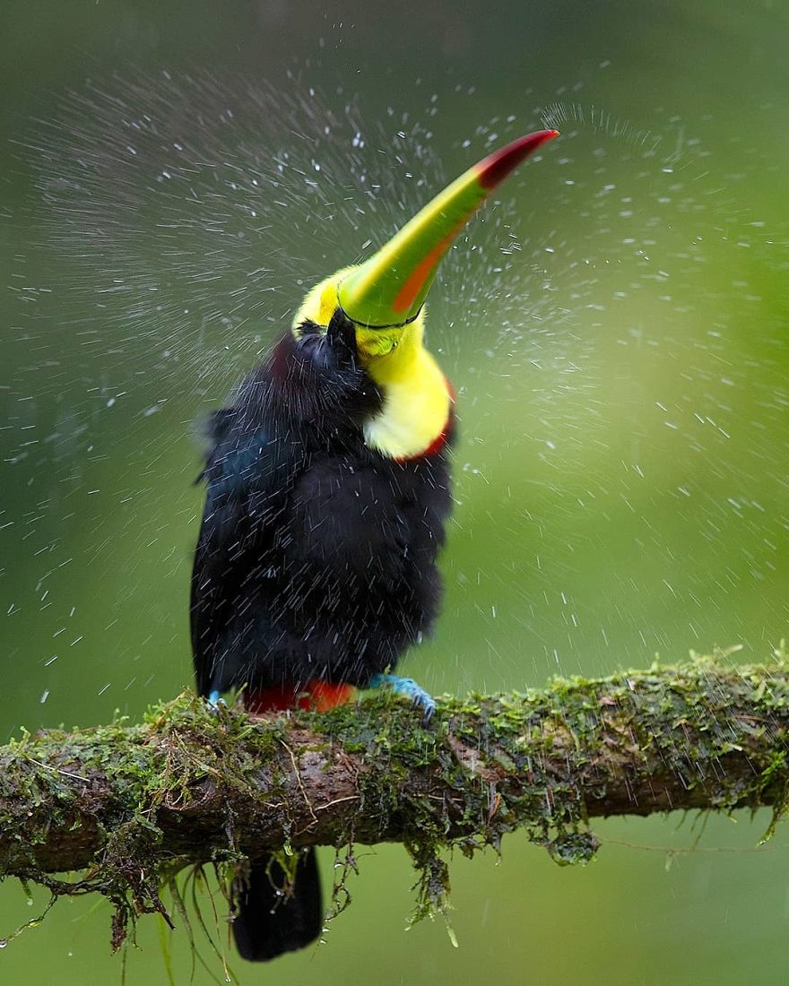 Keel-Billed Toucan - Animals In Costa Rica by Supreet Sahoo