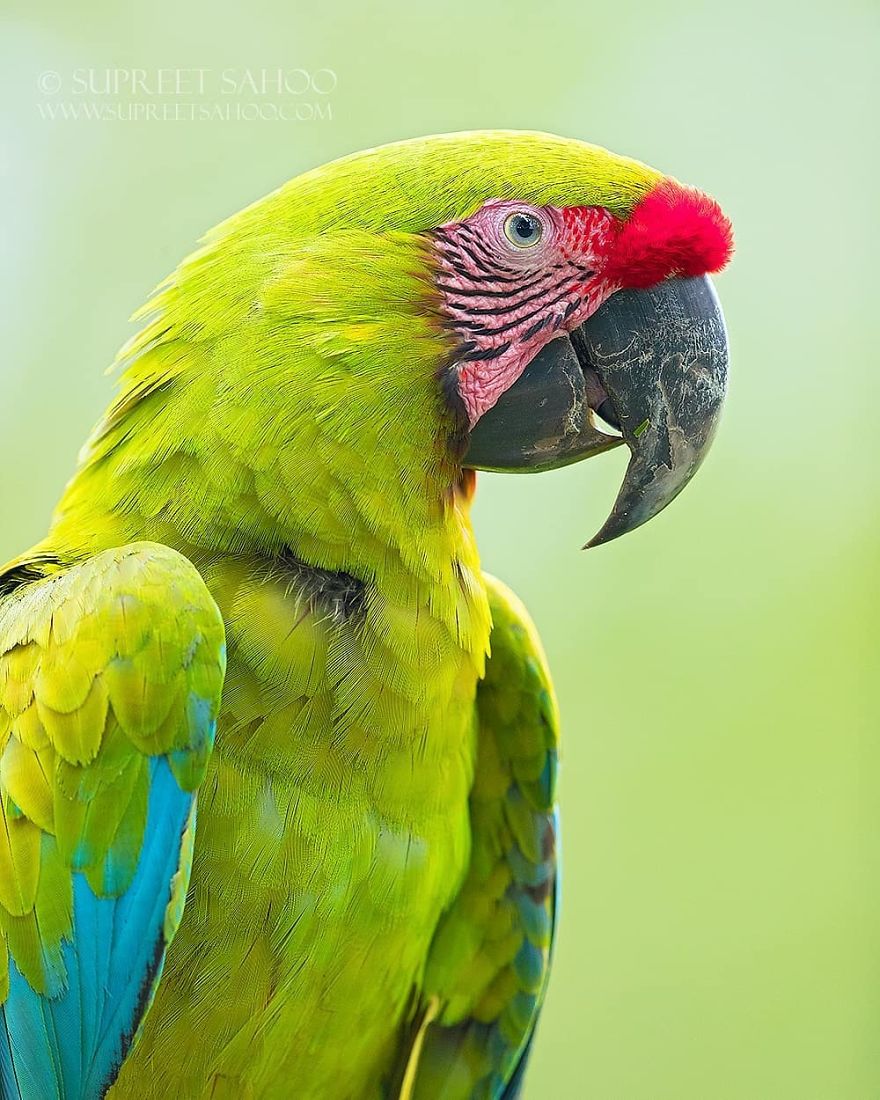 Great Green Macaw - Animals In Costa Rica by Supreet Sahoo