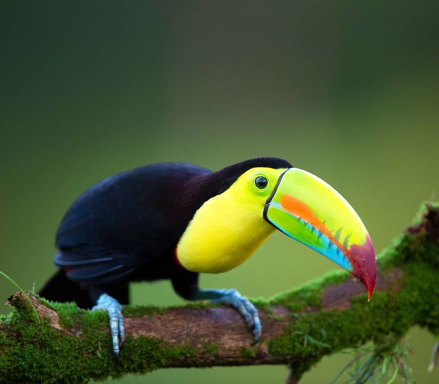 Keel Billed Toucan - Animals In Costa Rica by Supreet Sahoo