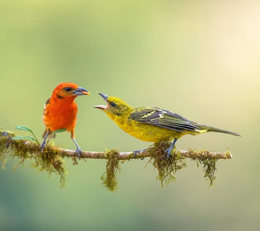Flame Colored Tanager - Animals In Costa Rica by Supreet Sahoo