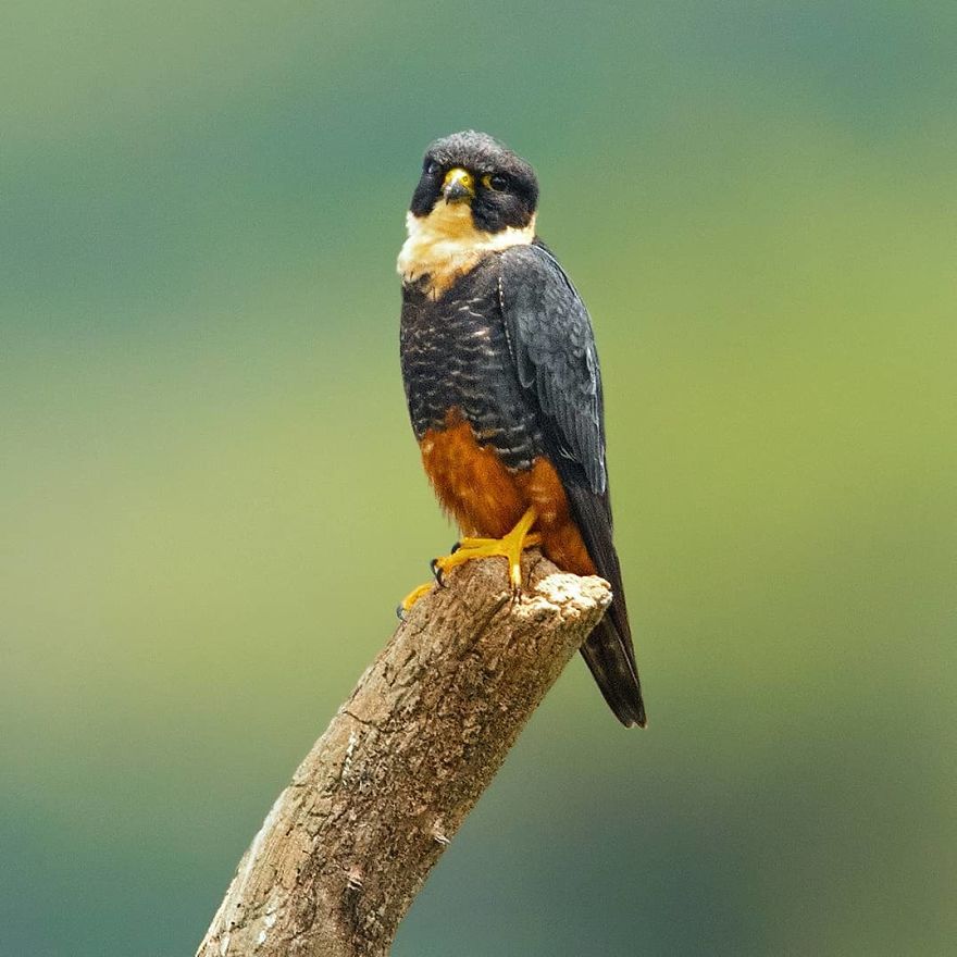 Bat Falcon - Animals In Costa Rica by Supreet Sahoo