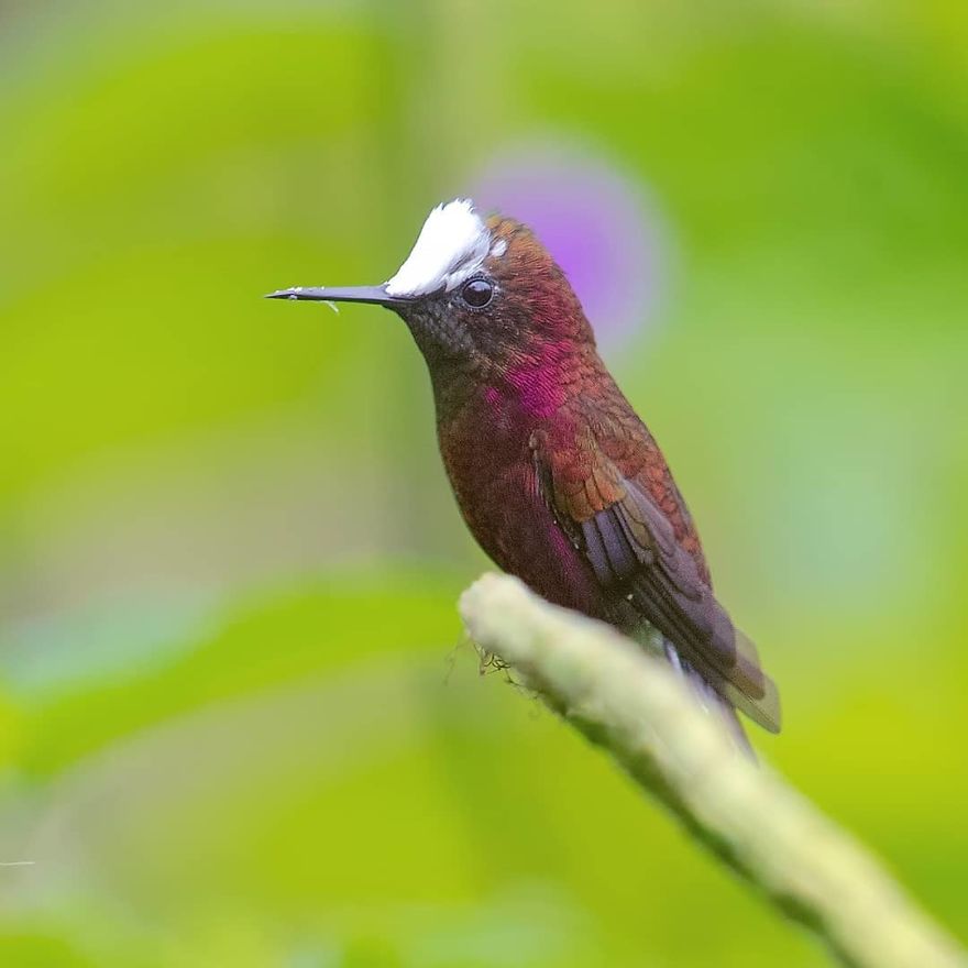 Snowcap - Animals In Costa Rica by Supreet Sahoo