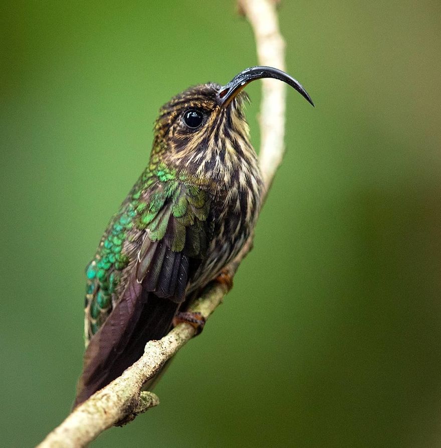 White Tipped Sicklebill Hummingbird - Animals In Costa Rica by Supreet Sahoo