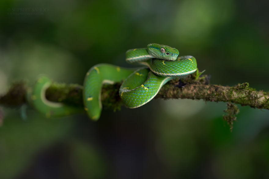 Pit Viper - Animals In Costa Rica by Supreet Sahoo