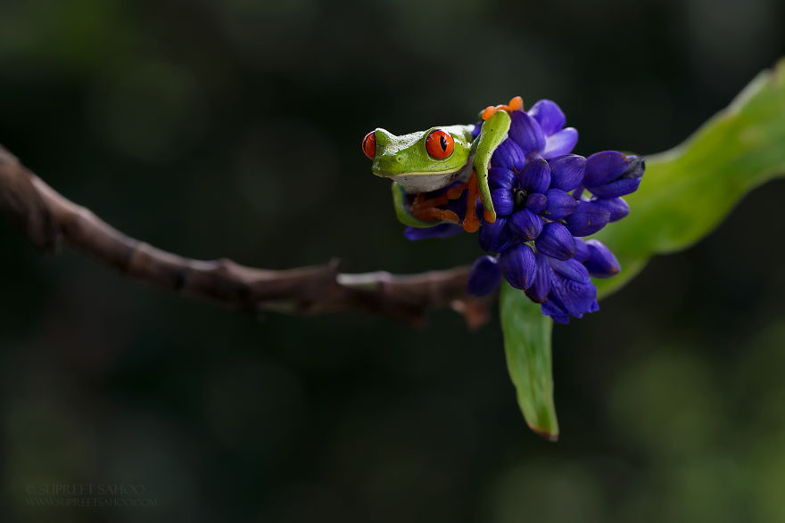 Red-Eye Leaf Frog - Animals In Costa Rica by Supreet Sahoo