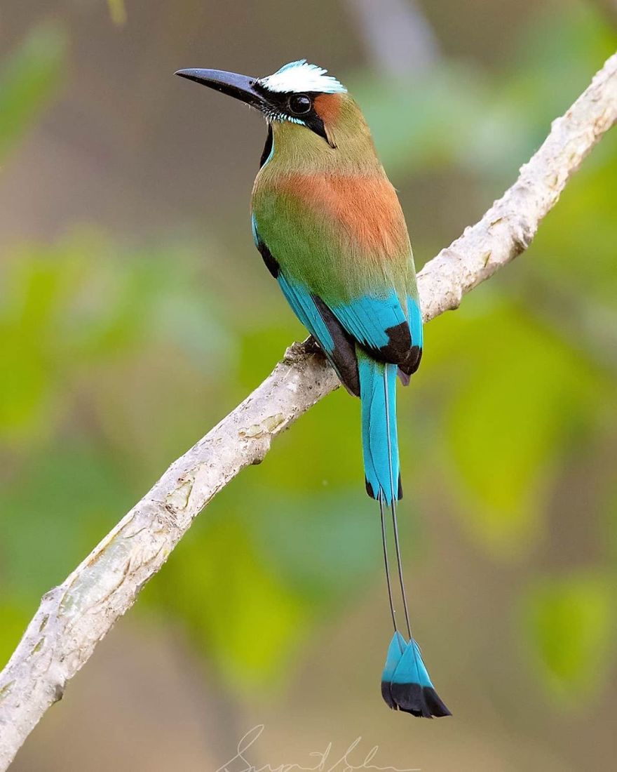 Turquoise-Browed Motmot - Animals In Costa Rica by Supreet Sahoo