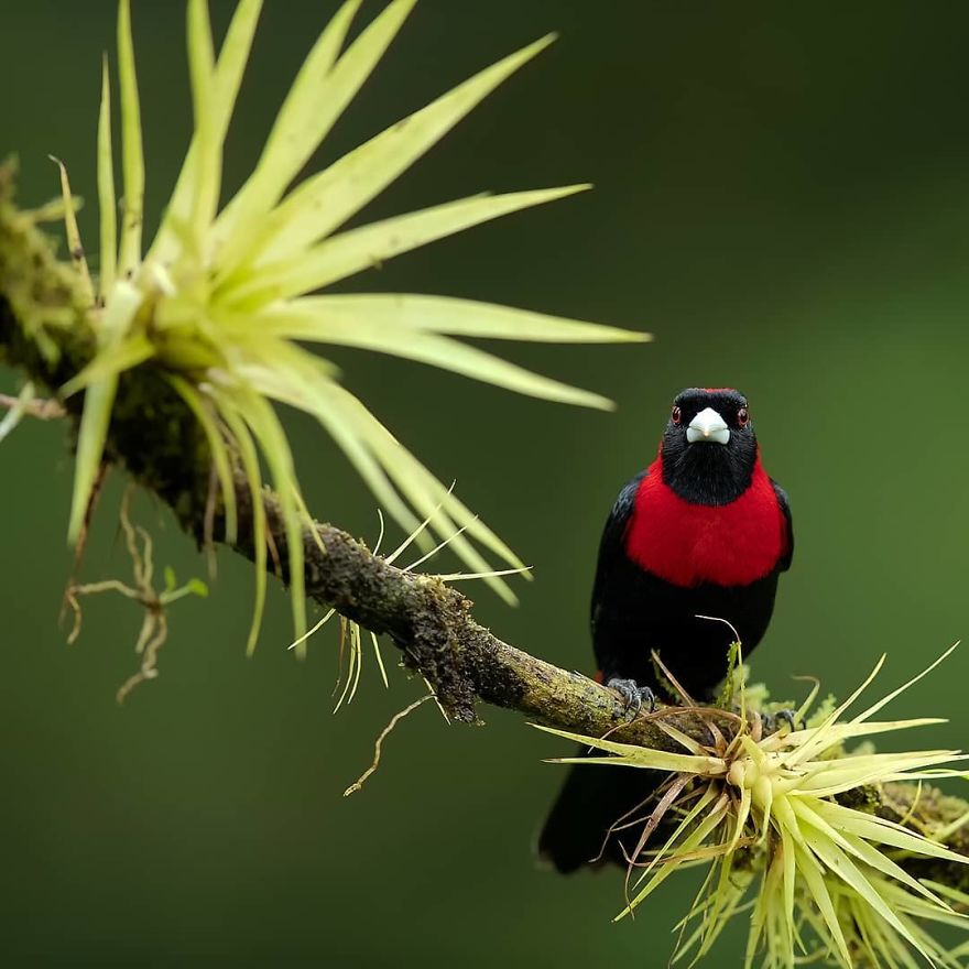 Crimson Collared Tanager - Animals In Costa Rica by Supreet Sahoo