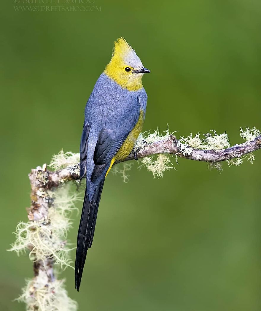 Long Tailed Silky Flycatcher - Animals In Costa Rica by Supreet Sahoo