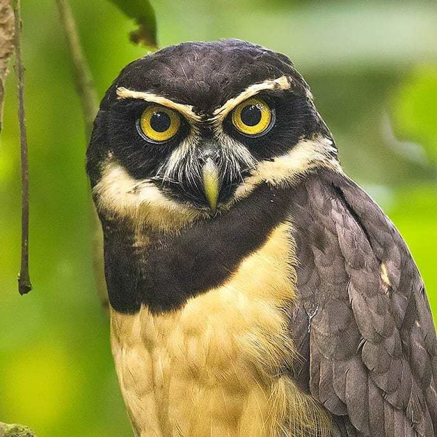Spectacled Owl - Animals In Costa Rica by Supreet Sahoo