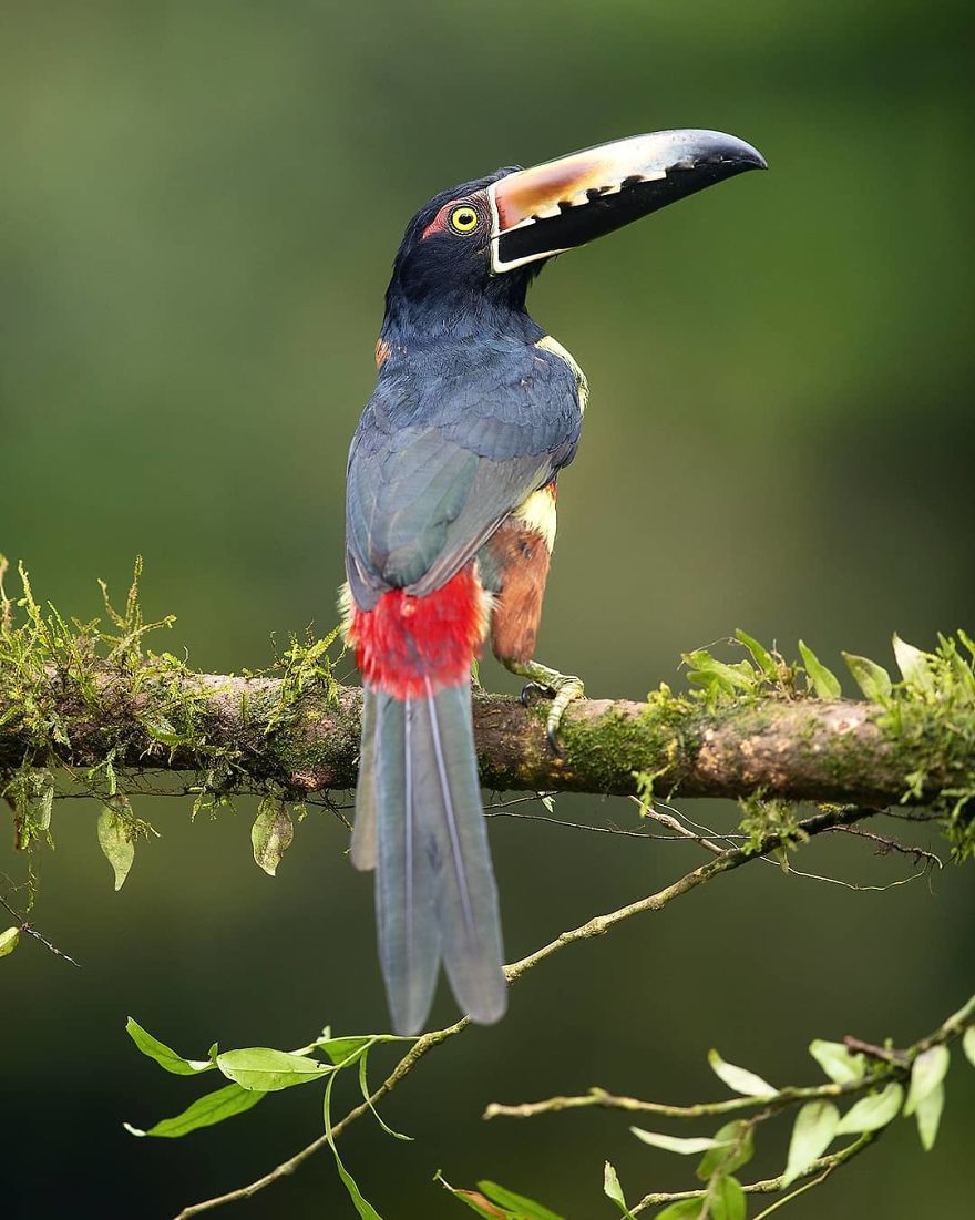 Collared Aracari - Animals In Costa Rica by Supreet Sahoo
