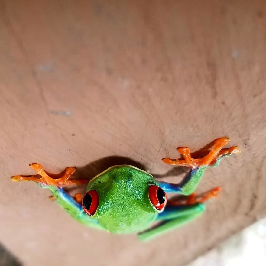 Red Eyed Tree Frog - Animals In Costa Rica by Supreet Sahoo
