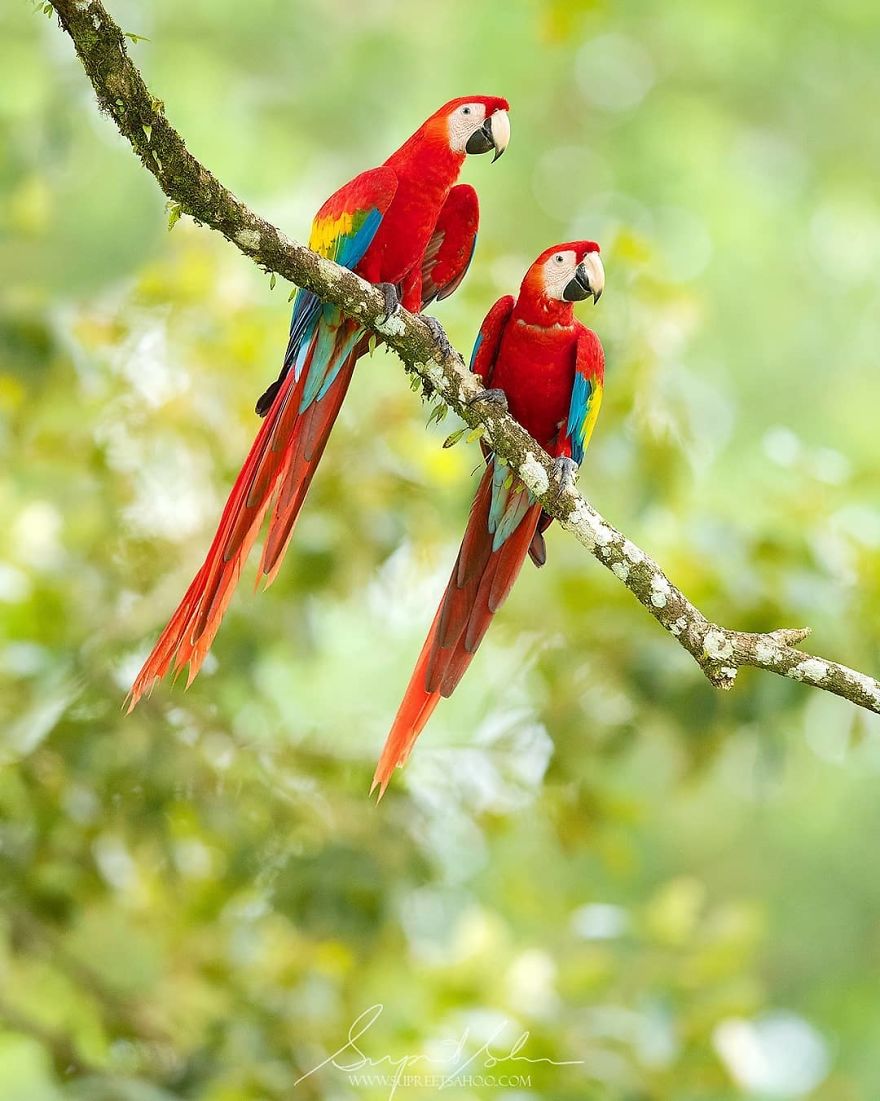 Scarlet Macaws - Animals In Costa Rica by Supreet Sahoo