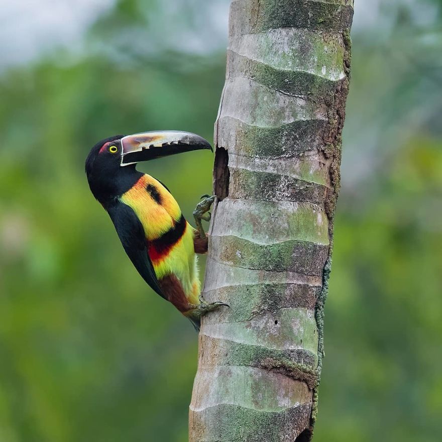 Collared Aracari - Animals In Costa Rica by Supreet Sahoo