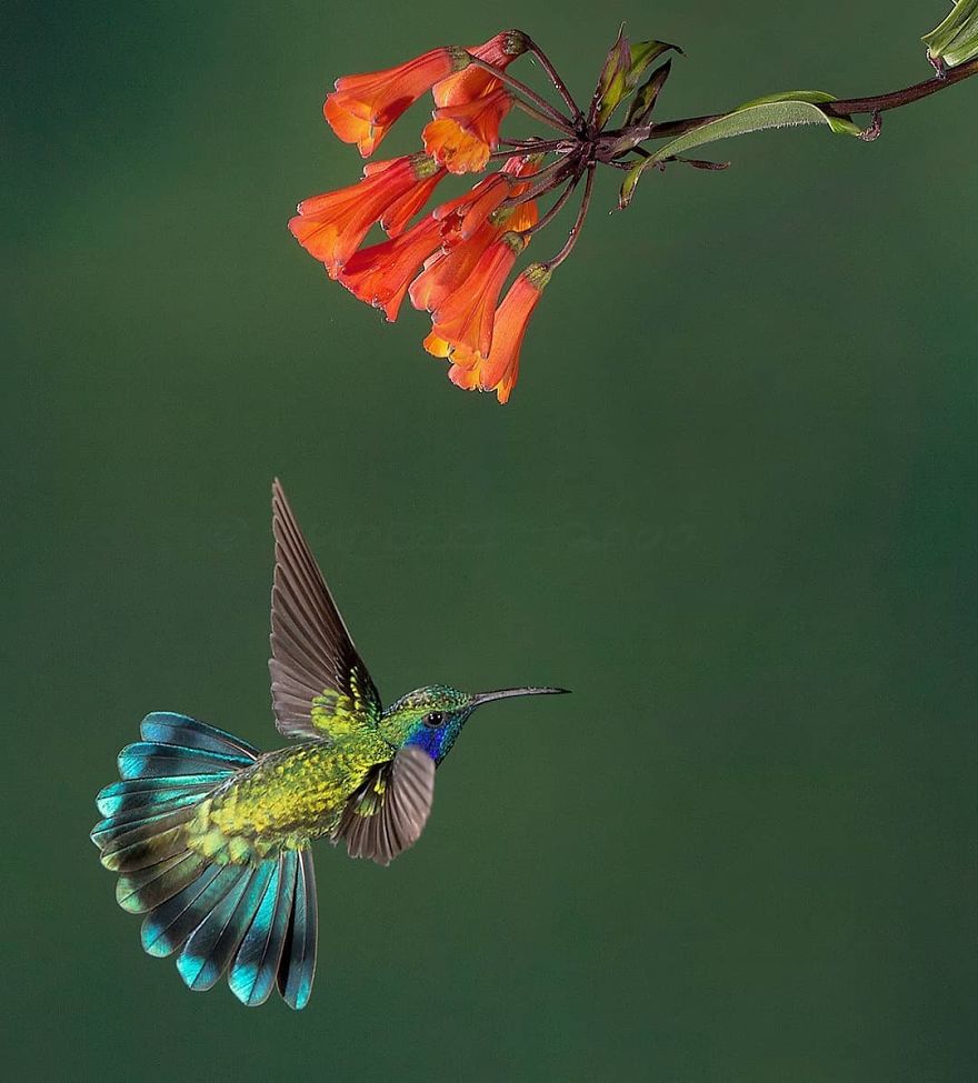 Lesser Violet Ear Hummingbird - Animals In Costa Rica by Supreet Sahoo