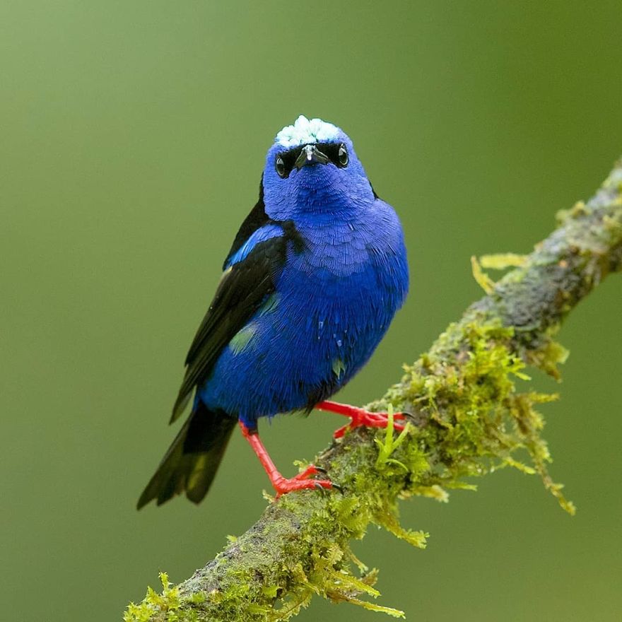 Red Legged Honeycreeper - Animals In Costa Rica by Supreet Sahoo