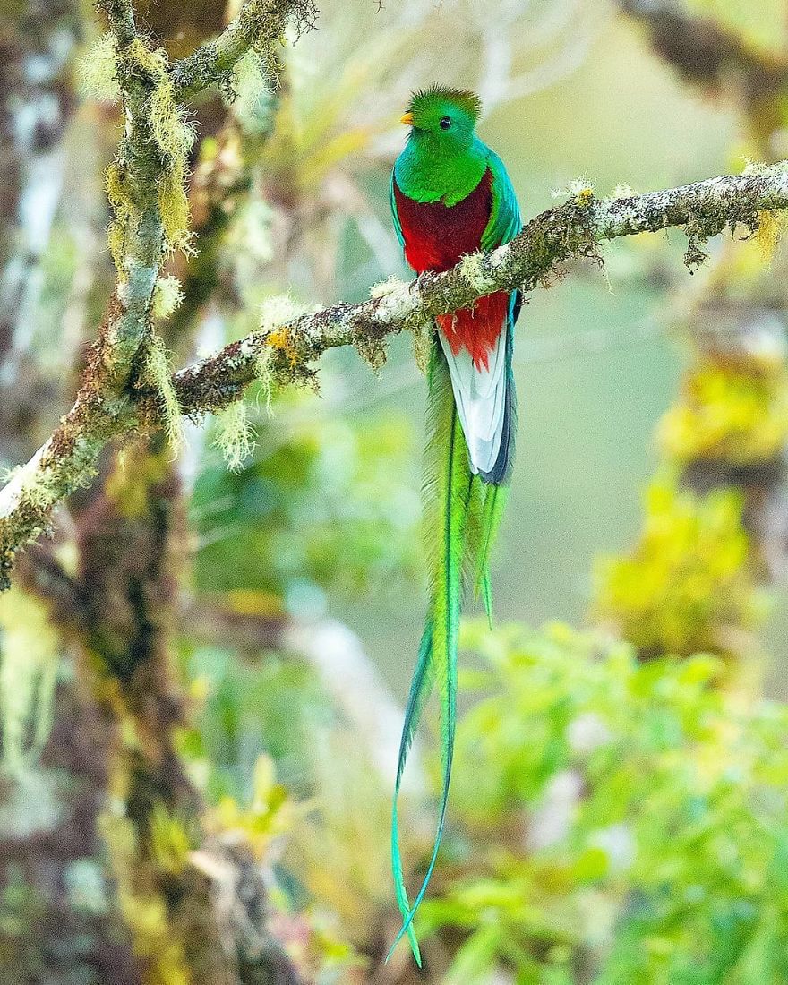 Resplendent Quetzal - Animals In Costa Rica by Supreet Sahoo