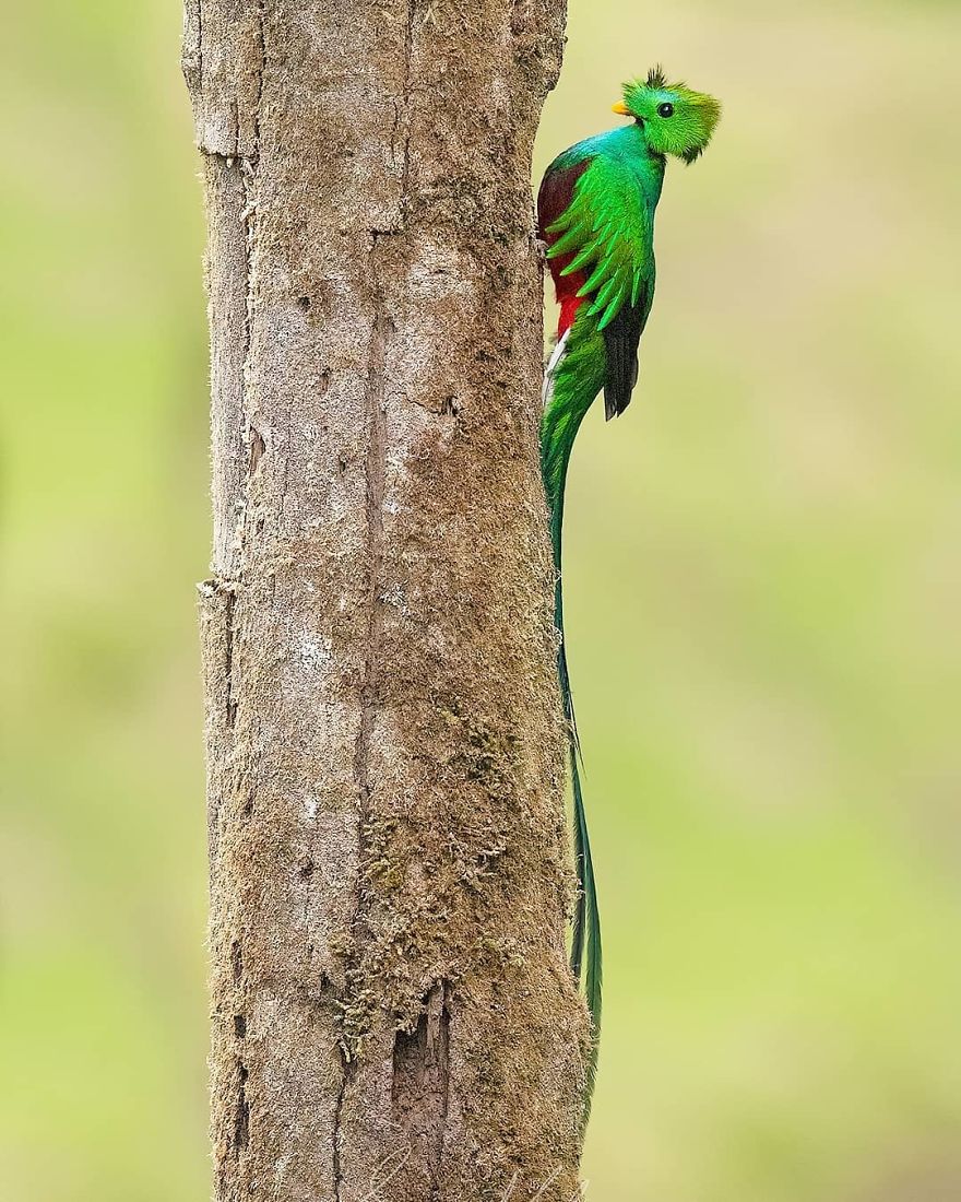 Resplendent Quetzal - Animals In Costa Rica by Supreet Sahoo