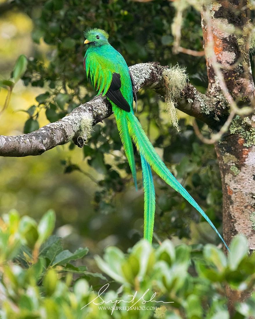 Resplendent Quetzal - Animals In Costa Rica by Supreet Sahoo