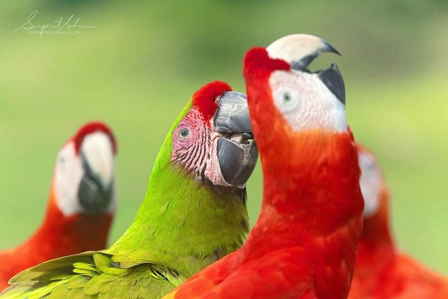 A Great Green Macaw Stands Out In A Crowd Of Scarlet Macaws - Animals In Costa Rica by Supreet Sahoo