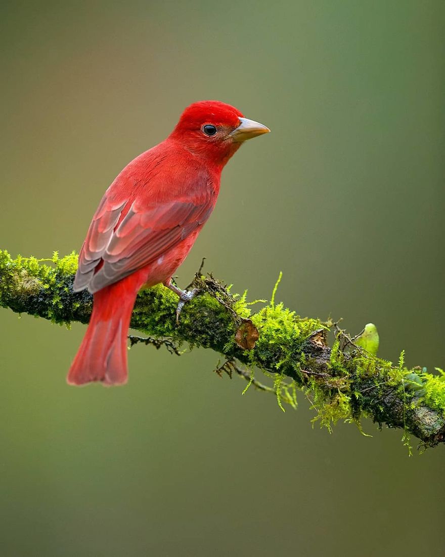 Summer Tanager - Animals In Costa Rica by Supreet Sahoo