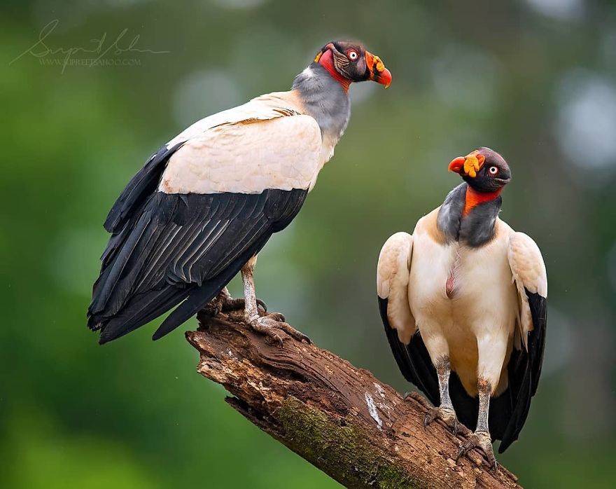 King Vultures - Animals In Costa Rica by Supreet Sahoo