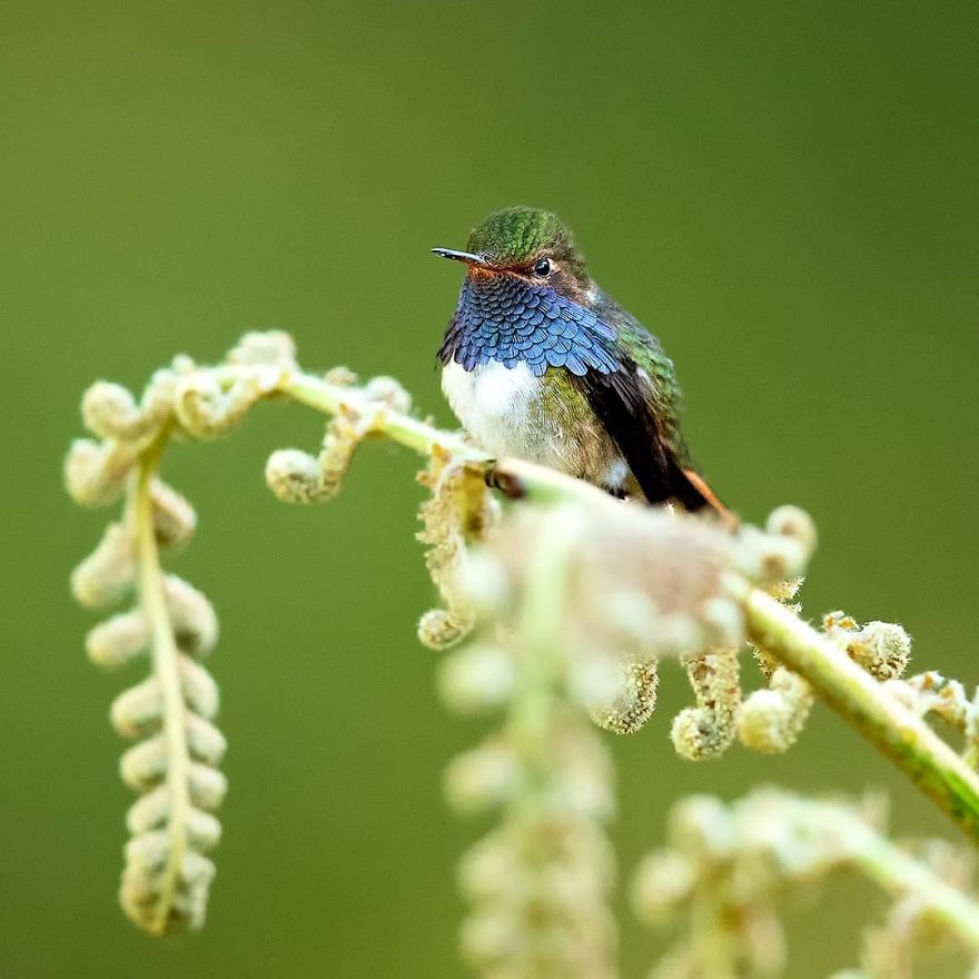 Volcano Hummingbird - Animals In Costa Rica by Supreet Sahoo