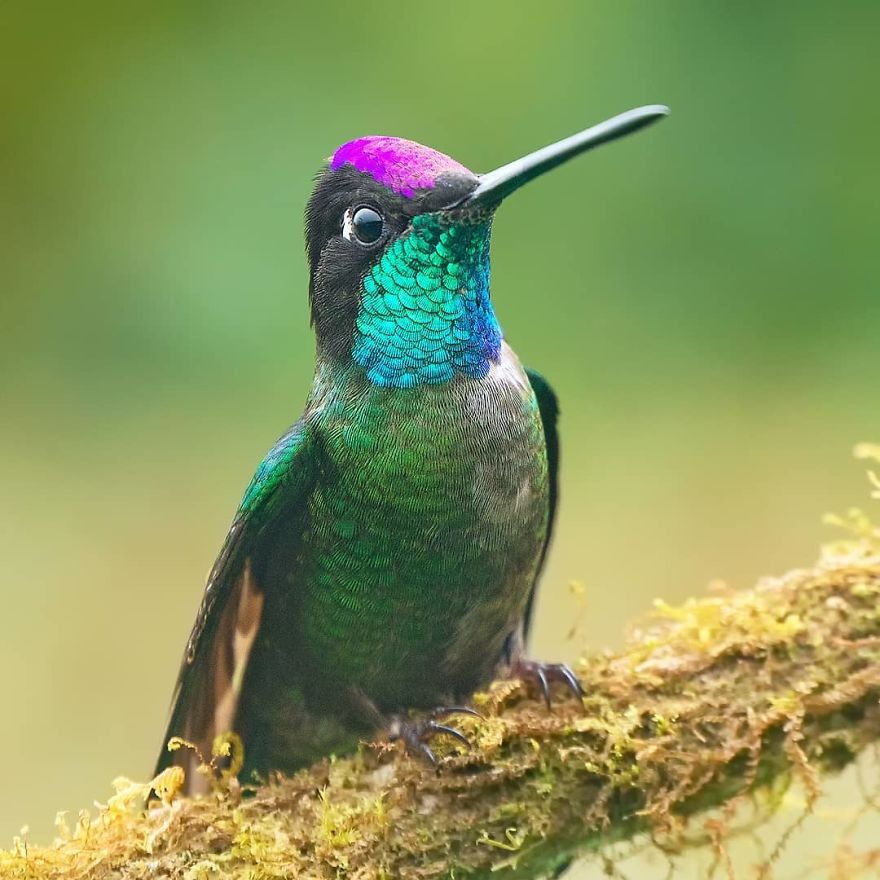 Talamanca Hummingbird - Animals In Costa Rica by Supreet Sahoo