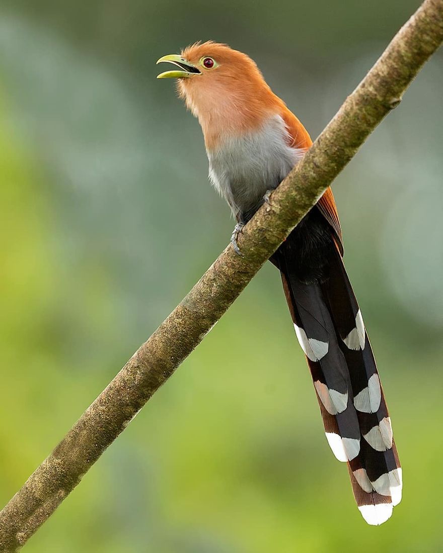 Squirrel Cuckoo - Animals In Costa Rica by Supreet Sahoo