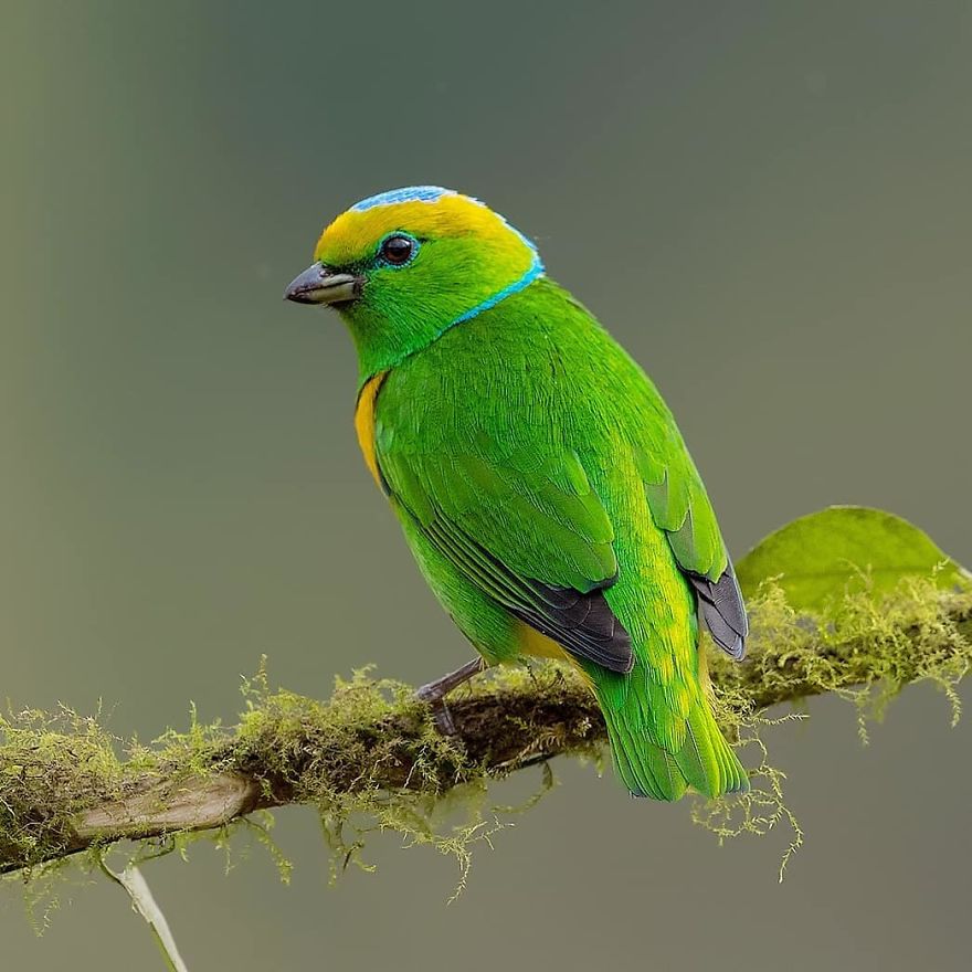 Golden-Browed Chlorophonia - Animals In Costa Rica by Supreet Sahoo