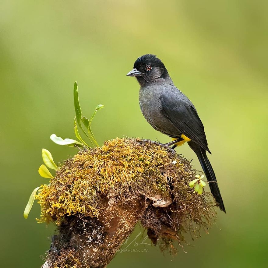 Yellow Thighed Finch - Animals In Costa Rica by Supreet Sahoo